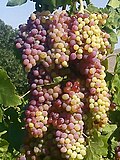 Profile Picture of Grape - Wikipediaon Wikipedia