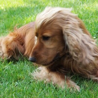 Profile Picture of Mario H. PALOMINO (@mariohpl) on Twitter