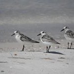 Profile Picture of Mandy Talbot (@lucysnoodles) on Instagram