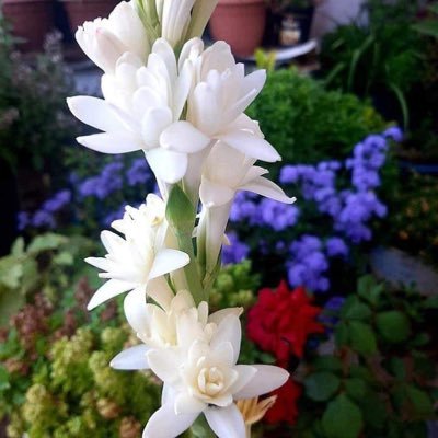Profile Picture of Crown Of Roses (@account7778) on Twitter