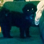 Profile Picture of savannah.ryan (@dogwolfwolf5) on Instagram