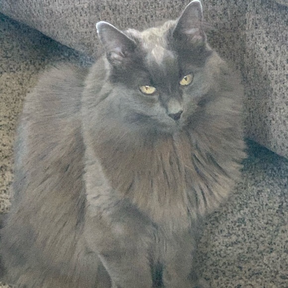 Profile Picture of Jacquelyn Hayes (@jayjayhayes) on Poshmark