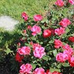 Profile Picture of Joann Manning (@manning430) on Instagram