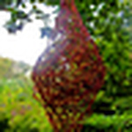 Profile Picture of Fiona Campbell (@fiona campbell art) on Flickr
