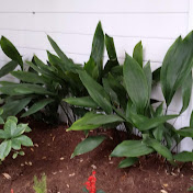 Profile Picture of Lynette Forrest (@lynetteforrest) on Youtube