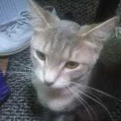 Profile Picture of My Life At Home With ?The Cats An B/f Autry,cynthia (@mylifeathomewiththecatsanb4037) on Youtube
