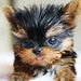 Profile Picture of Conner Reid (@conner1754) on Pinterest