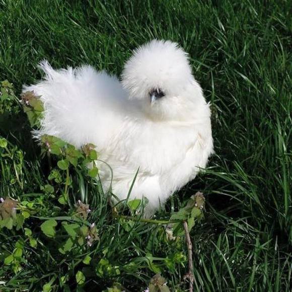 Profile Picture of Crystal Kornfeld (@lilone0514) on Poshmark