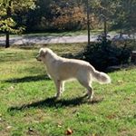 Samuel Sapp - Instagram Profile Picture of Samuel Sapp (@samuelsappy1) on Instagram