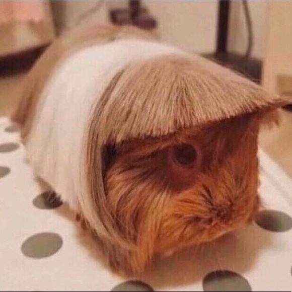 Profile Picture of Sophia Do (@urmomsophiaaa) on Poshmark