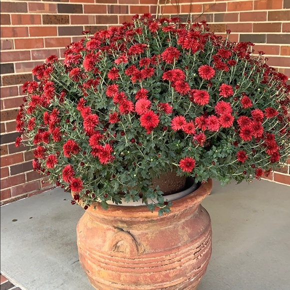 Profile Picture of Dee Goertzen (@diddledee) on Poshmark