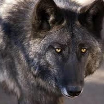 Profile Picture of Jay Hirano (@bullxdogoffical) on Twitter