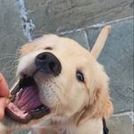 Profile Picture of Peterson Brahms (@petersonbrahms) on Instagram