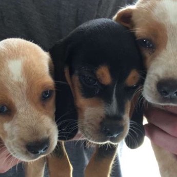 Profile Picture of Rabbit Ripper Gaming (@Nick11570616) on Twitter