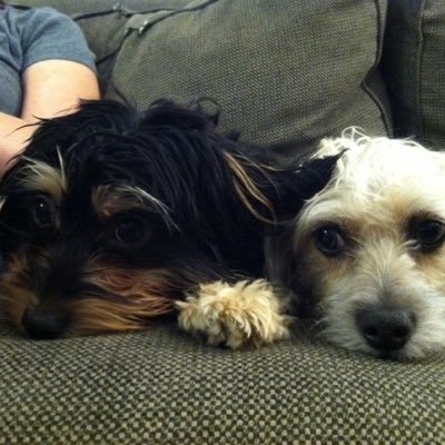 Profile Picture of LivinginNYC (@GailJanowitz) on Twitter