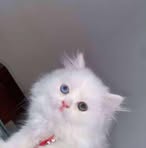 Profile Picture of Jaed Bouras (@jaed.bouras) on Facebook