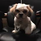 Profile Picture of   Sheila Sagbay... (@sheila_312_) on Tiktok