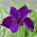 Profile Picture of IRIS PHIPPS (@iyphipps) on Pinterest