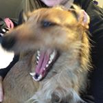 Profile Picture of Sampson & Benjamin (@1girl2wieners) on Instagram