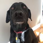 Profile Picture of pippa licorice bertlesman (@pippafrog) on Instagram