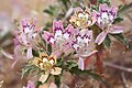 Profile Picture of Loeseliastrum matthewsiion Wikipedia