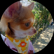 Profile Picture of SASSIE THE CHI Kulit (@sassiethechikulit2023) on Youtube