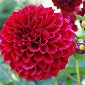 Simone Gordon - Youtube Profile Picture of Simone Gordon (@simonegordon9137) on Youtube