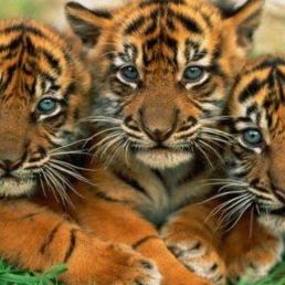 Profile Picture of Dimitrios Chiotakis (@dimitrios.chiotakis) on Facebook