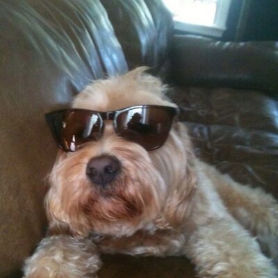 Profile Picture of Nick Lapham (@nick_lapham) on Twitter