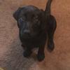 Profile Picture of David Brick (@@mycatsimba) on Tiktok