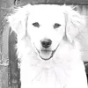 Profile Picture of Lorena , monzón (@santaalfarosalina) on Tiktok