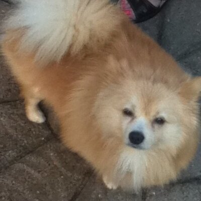 Profile Picture of MiranniePannie (@Miranda_Apple) on Twitter