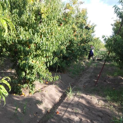 Profile Picture of Ramón Omar Cortés (@RamnOmarCorts1) on Twitter