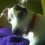 Profile Picture of Patch Roger Goga✔ (@_patchagram_) on Instagram