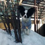 Profile Picture of 🐶 Пёсик Беня 🐶 (@benjamin.pappy) on Instagram