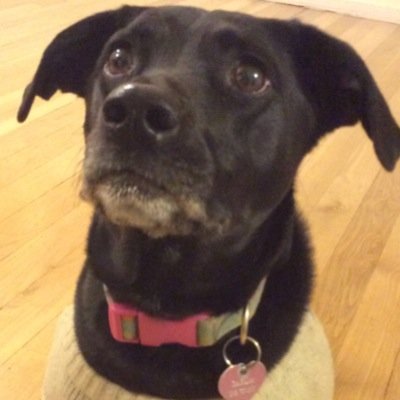 Profile Picture of Mr. Alexandria Ocasio-cortez (@StevenPrior) on Twitter