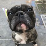 Profile Picture of Frankie the Frenchie (@frankiegreywolfe) on Instagram