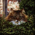Profile Picture of Piña & Jesse (@pina_catolada) on Instagram