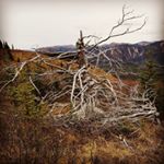 Profile Picture of Peter Steeves (@pete_steeves) on Instagram