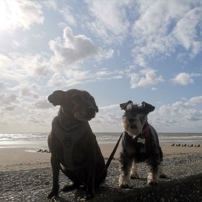 Profile Picture of Betsy And Stardog Motorhome Adventures (@BStardog) on Twitter