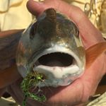 Chris Iversen - Instagram Profile Picture of Chris Iversen (@iversentx) on Instagram