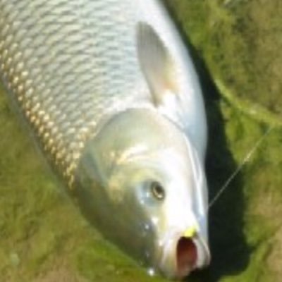 Profile Picture of James Davern (@River_Fishing29) on Twitter