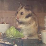 Profile Picture of barry bos (@barry.hammie) on Instagram