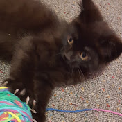 Profile Picture of Matthew Barletta (old Account) (@graystripe1117) on Youtube