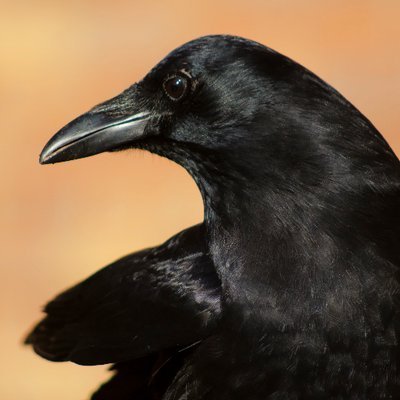 Profile Picture of Carl T. Bergstrom (@CT_Bergstrom) on Twitter