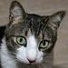 Profile Picture of Lee Ullrich (@leeullrich) on Pinterest