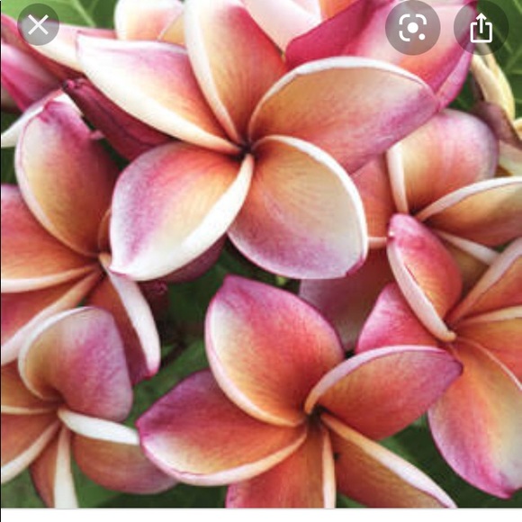 Profile Picture of Wendy Clifton (@kellclifton) on Poshmark