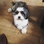 Profile Picture of David Gubbin (@bonnie_perfect_dog) on Instagram