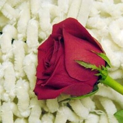 Profile Picture of Ruth J Carson (@ruthcarson36) on Twitter