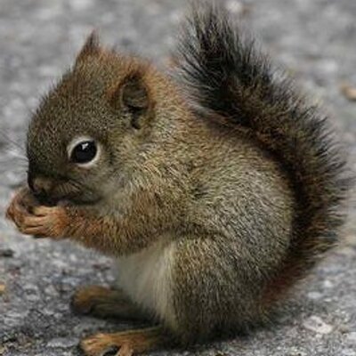 Profile Picture of Brian Koppenal (@@Brain_Koppen) on Twitter